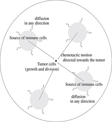 Analysis of the Equilibrium Phase in Immune-Controlled Tumors Provides Hints for Designing Better Strategies for Cancer Treatment